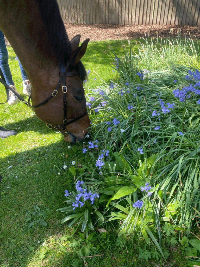 Equine Therapy: Bringing hope to adults with eating disorders at Cotswold House